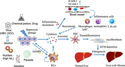 Animal and Organoid Models of Liver Fibrosis